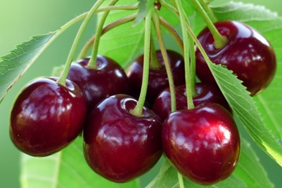 Le ciliegie, uno dei frutti più amati e meno calorici
