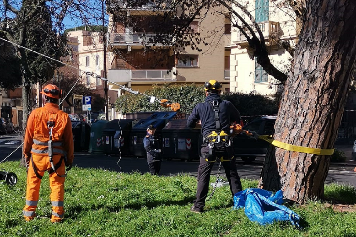 Corso Trieste, prove di trazione per messa in sicurezza pini