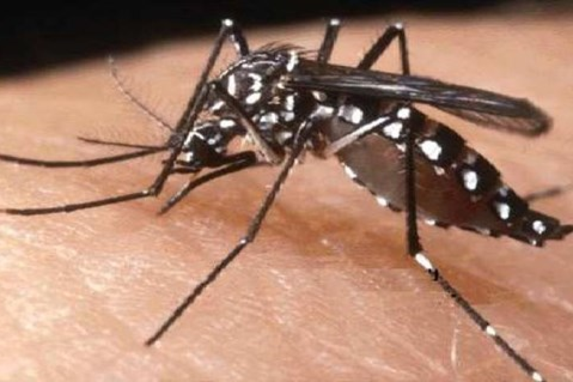 Ambiente - Alfonsi: al via interventi di prevenzione e contrasto alla diffusione delle zanzare