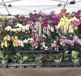 All’orto Botanico di Roma Torna Ortidea 2024: orchidee in mostra