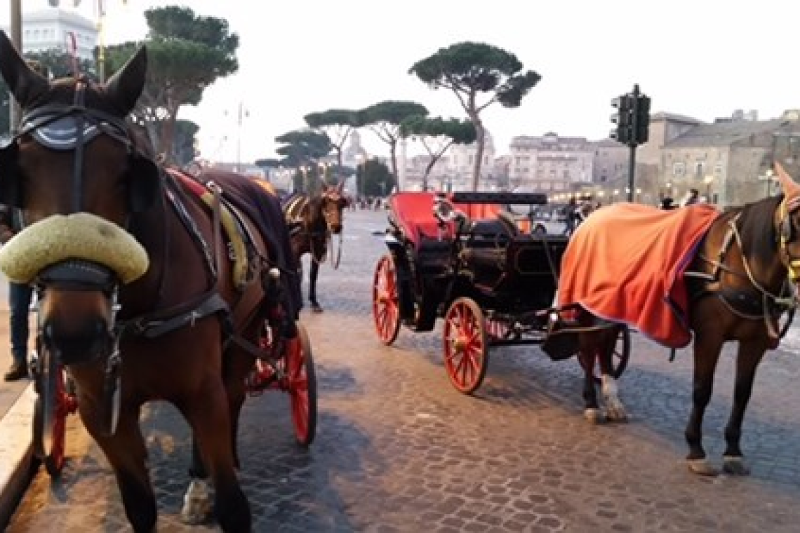 Animali, Prestipino: basta botticelle a Roma
