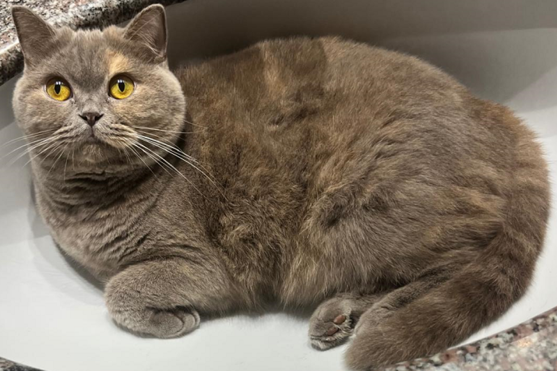 17 Febbraio giornata nazionale del gatto