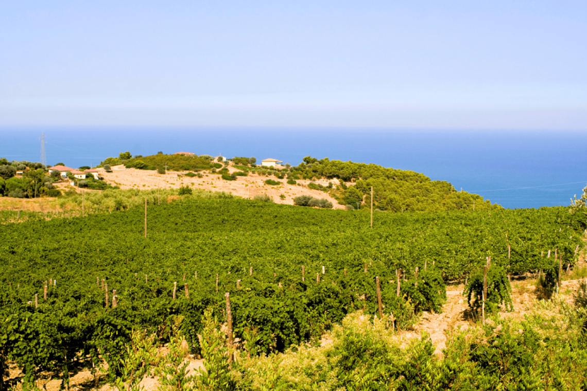 I vini della Calabria sotto i riflettori a Prowein 2025