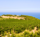 I vini della Calabria sotto i riflettori a Prowein 2025
