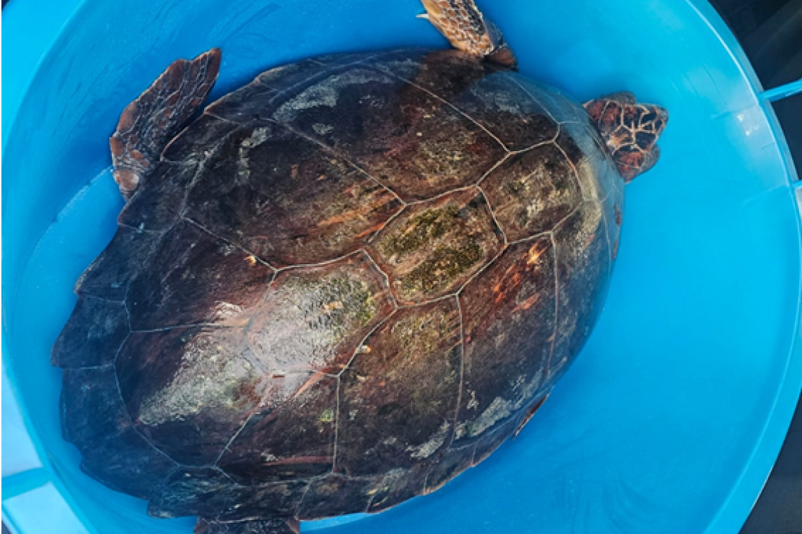 Guardia Costiera: staffetta solidale per una tartaruga Caretta Caretta