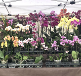 Ortidea 2025: il mondo delle orchidee in mostra all’orto botanico di Roma