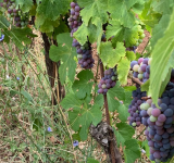 Roma celebra la vendemmia: il 14 settembre all’Orto Botanico torna la Vendemmiata Romana 2025
