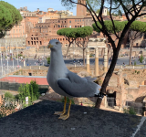 Sovrintendenza Capitolina ai Beni Culturali  Appuntamenti dal 7 al 13 novembre 2025   