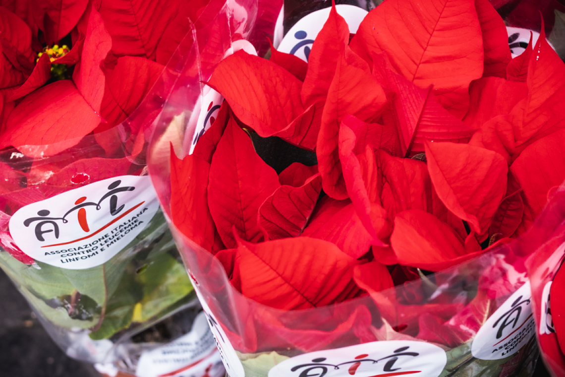 Dal 5 all'8 dicembre tornano le stelle di Natale Ail nelle piazze di Roma e Provincia