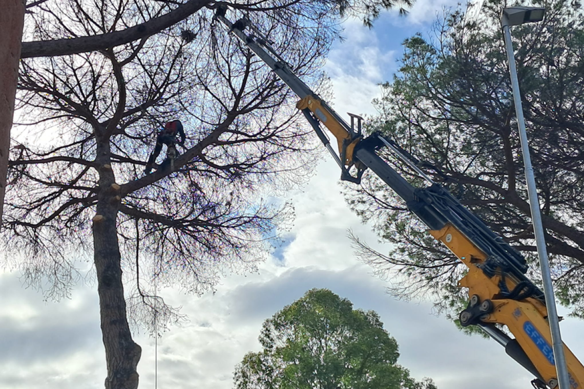 Tutela del verde a Testa di Lepre: interventi di ARSIAL contro la toumeyella