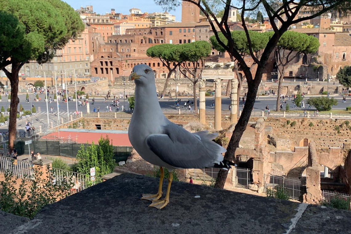 Pini Fori Imperiali, continua lavoro task force integrata: primi interventi selettivi e riapertura parziale prevista nella settimana del 16 febbraio