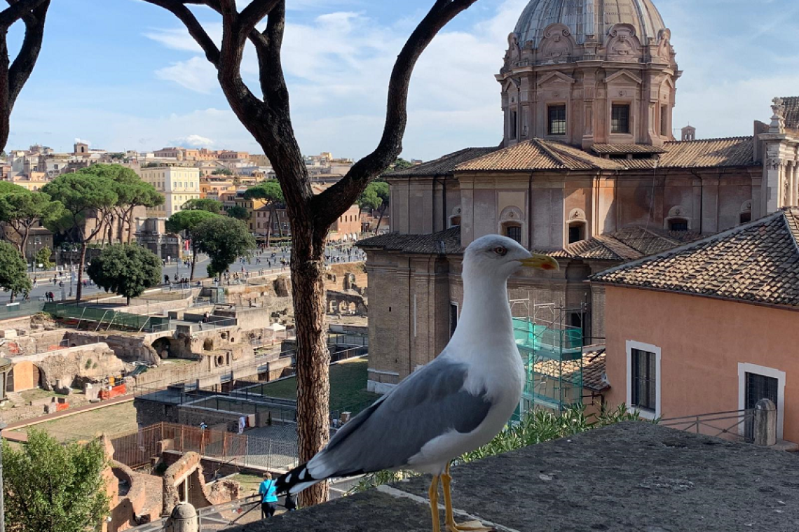 Sovrintendenza Capitolina ai Beni Culturali  Appuntamenti dal 27 marzo al 2 aprile 2026