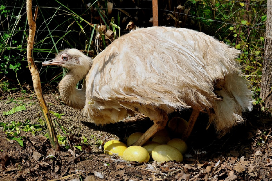 Pasqua al Bioparco: il 3, 4 e 5 aprile le iniziative per le famiglie