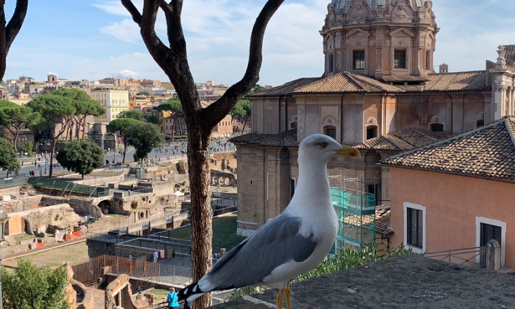 Sovrintendenza Capitolina ai Beni Culturali  Appuntamenti dal 12 al 18 giugno 2026