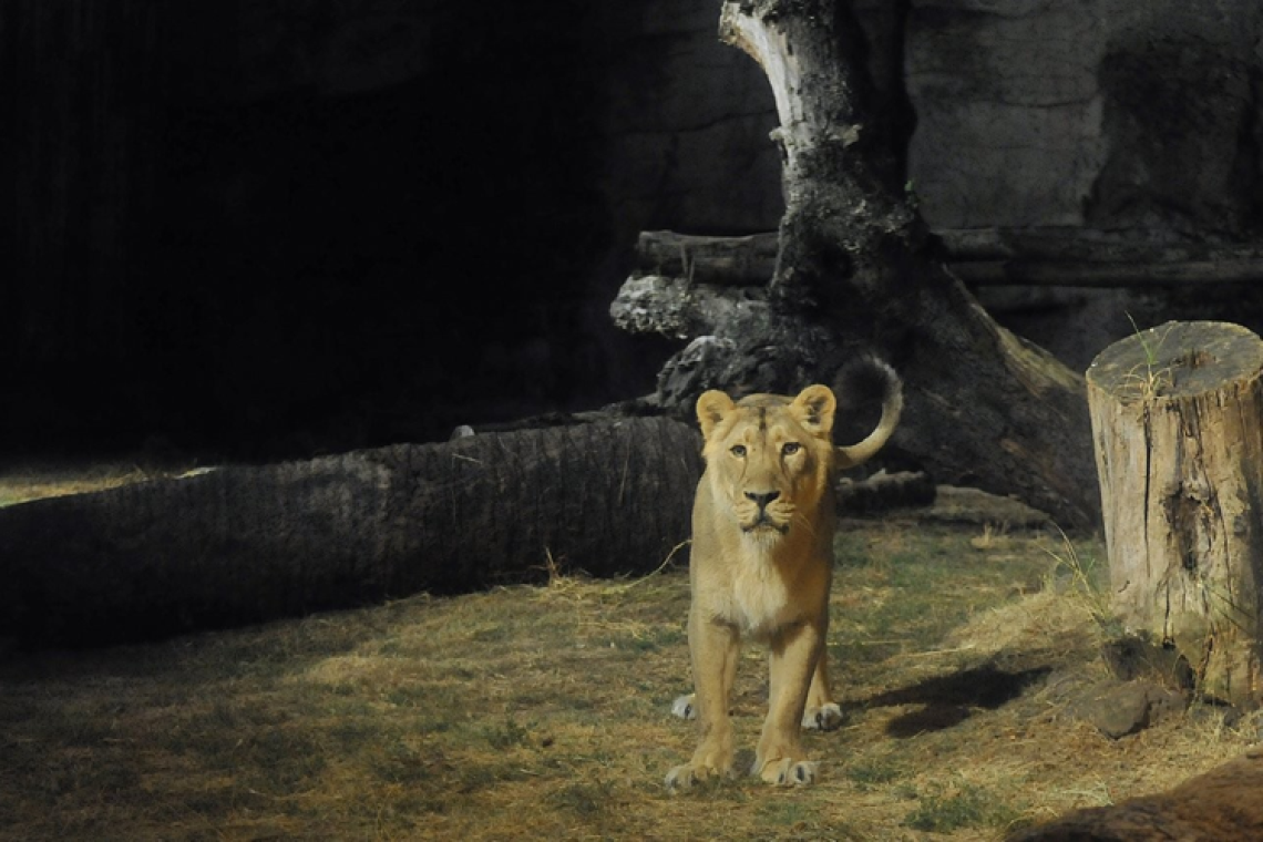  Bioparco al tramonto - le attività del 17 e 18 luglio