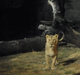  Bioparco al tramonto - le attività del 17 e 18 luglio