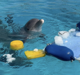 Quarta ondata di calore, cubetti e torte di ghiaccio ripiene di pesce per i delfini a Zoomarine
