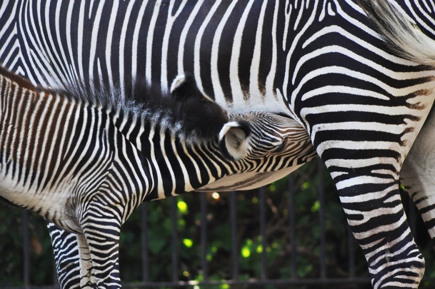 La Voce del Lazio Ultime notizie Roma e dal Lazio Al Bioparco è
