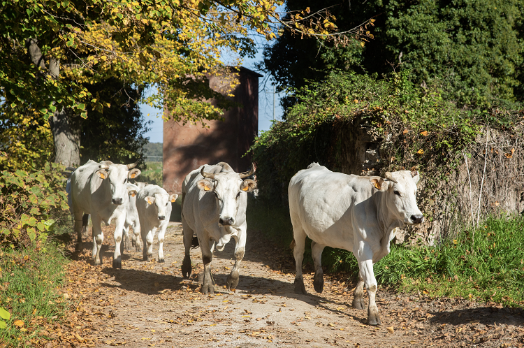 Solaria-Azienda Agricola Boccea apre il punto vendita aziendale in via di Boccea 1321.