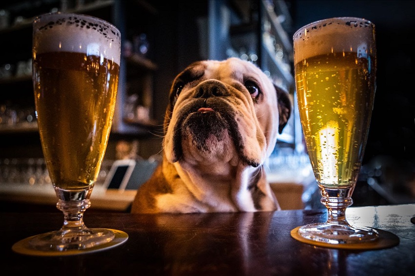 Porco Rosso, il pub per tutti a due passi da Roma!